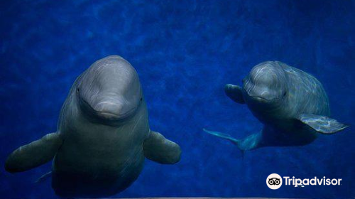 SEA LIFE Trust Beluga Whale Sanctuary