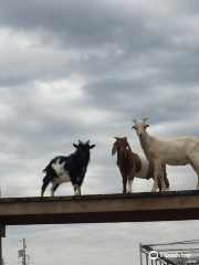 Elberta Farms Country Market