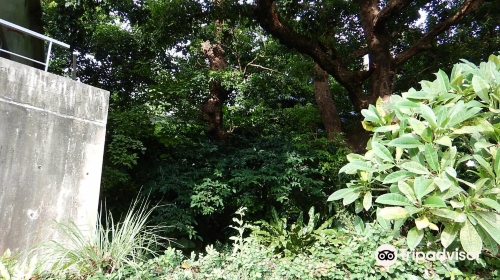 Shuri Kinjo Big Akagi Tree