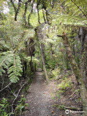 Alice Eaves Scenic Reserve