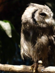 KYOTO OWL'S FOREST