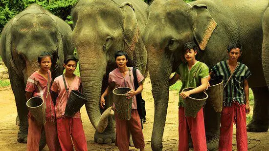 Karen’s Tribe Native Elephants