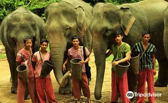 Karen’s Tribe Native Elephants