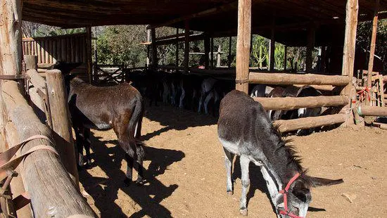 Donkey Safari