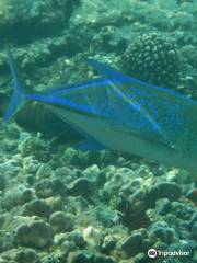 Kealakekua Bay Marine Preserve