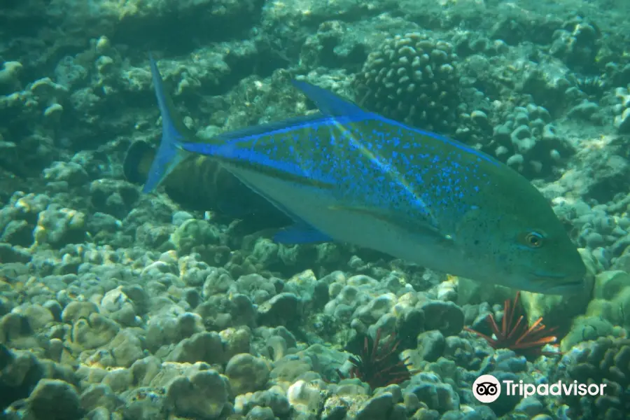 Kealakekua Bay Marine Preserve