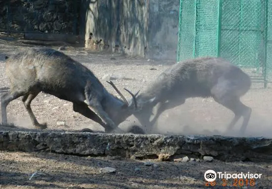 4_Thrissur Zoo & Museum