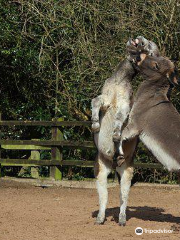 The Donkey Sanctuary Assisted Therapy Centre