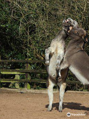 The Donkey Sanctuary, Birmingham