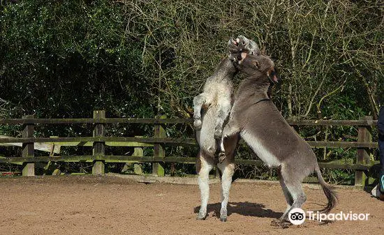 The Donkey Sanctuary, Birmingham