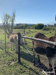 Boplaas Tasting room on the Garden Route