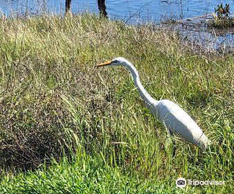 Madrona Marsh