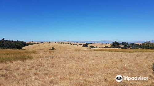 Pearson-Arastradero Preserve