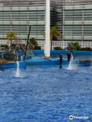 Valencia's Aquarium