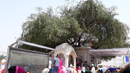 Dukh Bhanjani Ber Tree