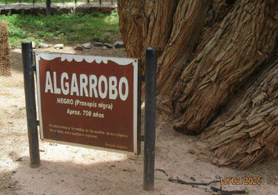 Algarrobo Historico