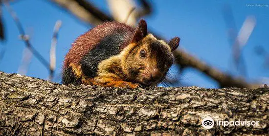 Achanakmar Wildlife Sanctuary