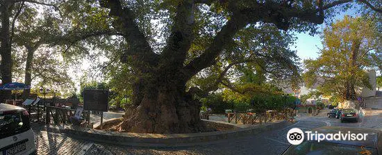 2,000 Years Old Tree
