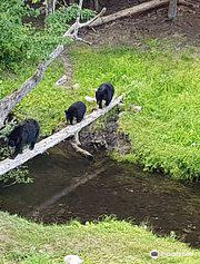 Observation de l'ours noir