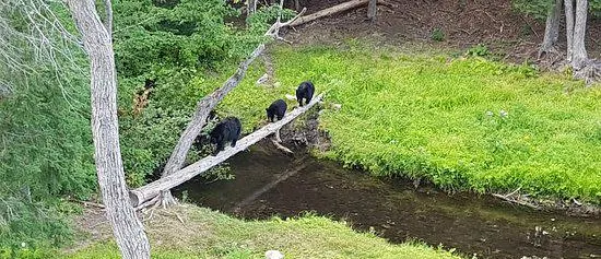 Observation de l'ours noir