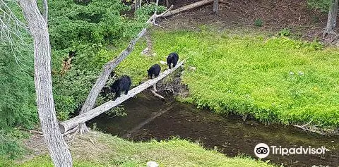 Observation de l'Ours Noir