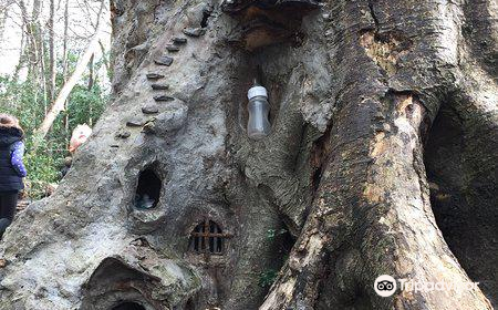 The Fairy Tree, Marlay Park