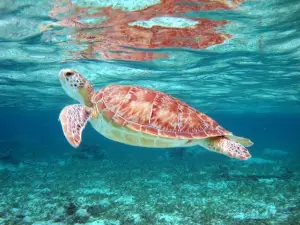 Doctor Dive Costa Maya