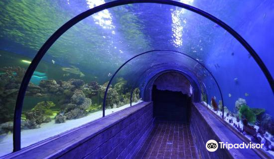 The Oceanarium «Sea Fairy Tale»