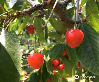 Hamada Marutome Fruits Gaden