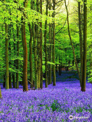 Crackley Woods Nature Reserve