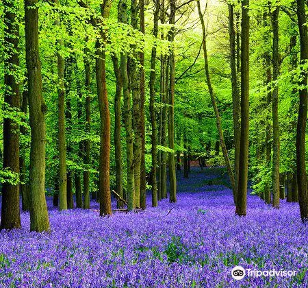 Crackley Woods Nature Reserve