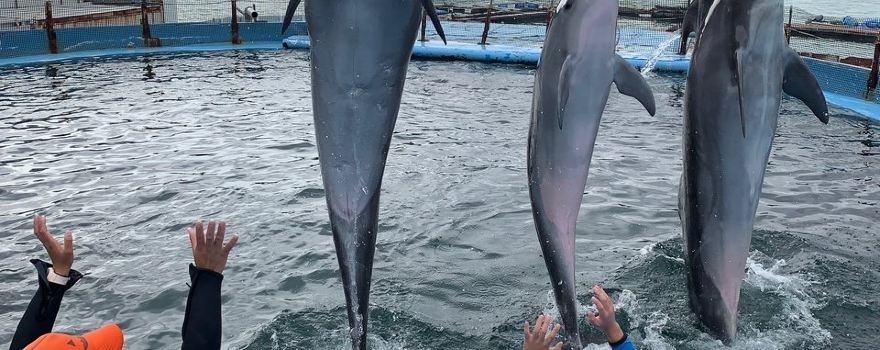 Dolphin Resort