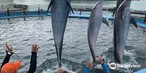 Dolphin Resort