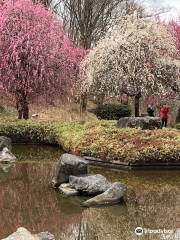 Mt.Tsukuba Japanese Plum Forest.