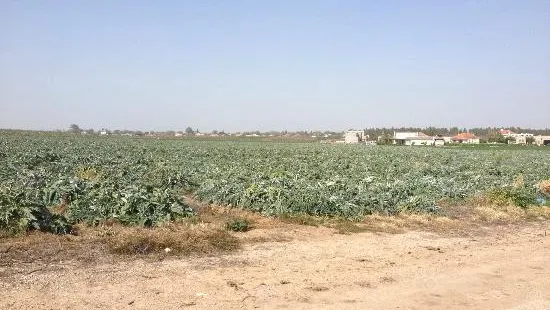 Noams' Artichokes