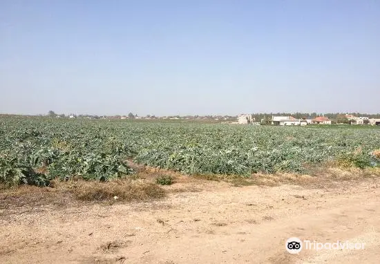 Noams' Artichokes