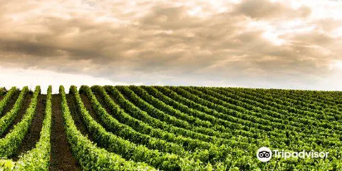 Laurent Miquel Cazal Viel