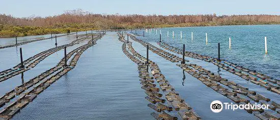 Colin Wren Oysters