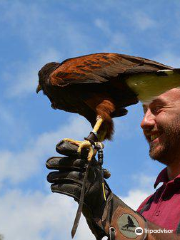 Cheshire Falconry