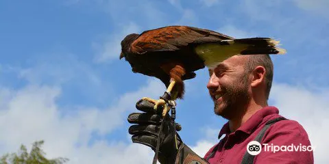 Cheshire Falconry