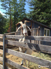 Land O'Lakes Rescue Petting Farm