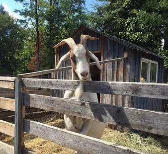 Land O'Lakes Rescue Petting Farm