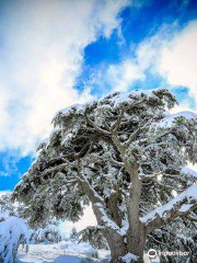 Shouf Biosphere Reserve Barouk Cedar Forest