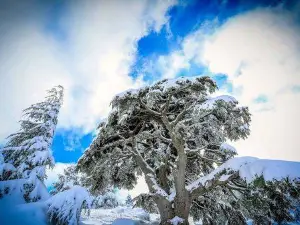 Shouf Biosphere Reserve Barouk Cedar Forest