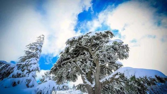 Shouf Biosphere Reserve Barouk Cedar Forest