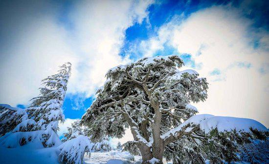 Shouf Biosphere Reserve Barouk Cedar Forest