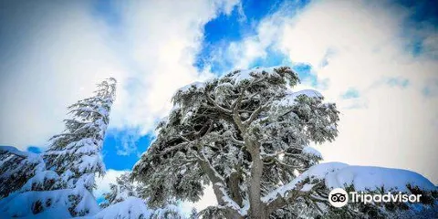 Al-Shouf Cedar Nature Reserve