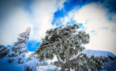 باروك