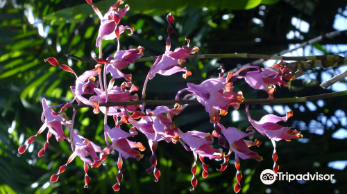 National Orchid Garden