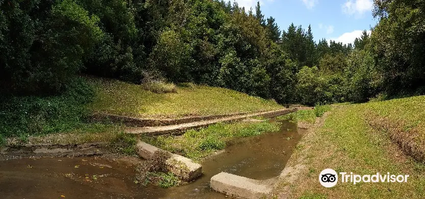 William Birch Pools